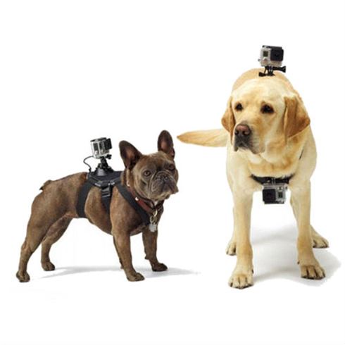 go pro dog strap